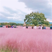 Pink Muhly Grass Field, South Korea