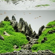 Aquascaping