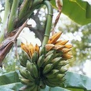 Orinoco Banana