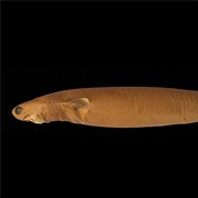 Cookiecutter Shark