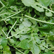 Ugly Arugula