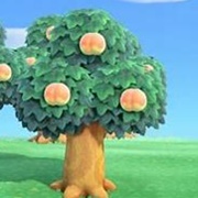 Pfirsichbaum