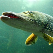 Pike