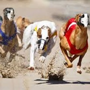 Greyhound Racing - Harlingen, TX