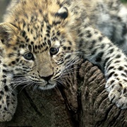 Amur Leopard (Rarest Animal in World)
