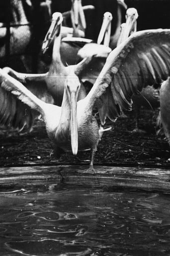 Pelicans at the Zoo (1898)