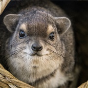Cape Hyrax