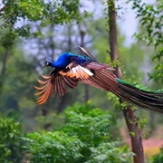 Chulanur Peafowl Sanctuary