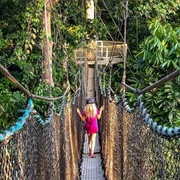 Iwokrama Canopy Walk