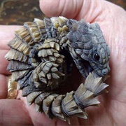Armadillo Girdled Lizard