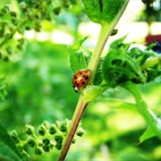 Plant Herbs That Attract Ladybirds