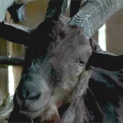 Black Philip - The Witch