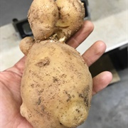 Ugly Yellow Potato