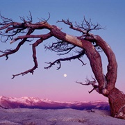 Jeffrey Pine Tree, Sentinel Dome, Yosemite National Park