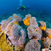 Christmas Island Coral Reef