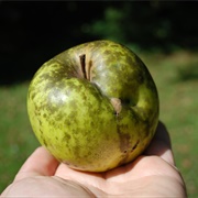 Ugly Apple