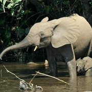 Okomu National Park, Nigeria