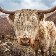 Highland Cattle Hair