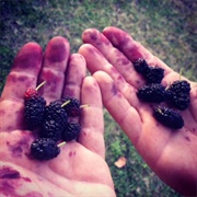 Pick Mulberries for Mulberry Cherry Pie
