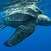 Leatherback Sea Turtle