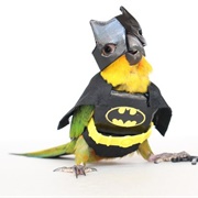 Batbird