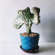 Coral Cactus