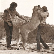 Christian the Lion