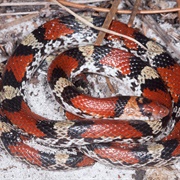Northern Scarlet Snake