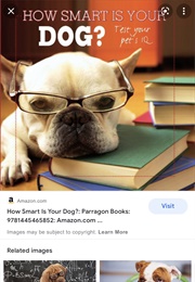How Smart Is Your Dog?