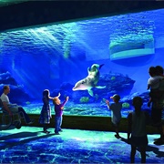 Clearwater Marine Aquarium