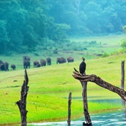 Periyar National Park