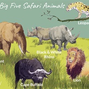 See the Big Five in Arica