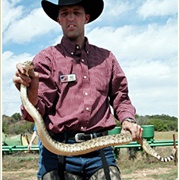 Sweetwater Rattlesnake Round Up