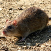 Rat
