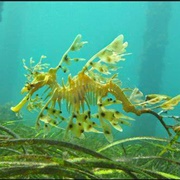 Leafy Sea Dragon