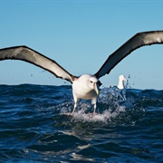 Albatross (Largest Bird by Wingspan)