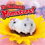 Brilliant Hamsters!