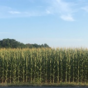 Get Lost in a Cornfield