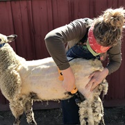 Shear a Sheep