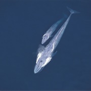 Blue Whale (Largest Animal)