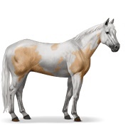 Palomino Tovero