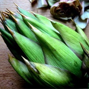 Ugly Artichoke