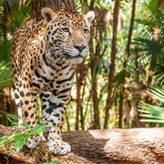 Cockscomb Basin Wildlife Sanctuary, Belize