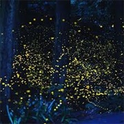 Synchronous Fireflies, Great Smokey Mountains NP
