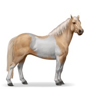 Palomino Tobiano