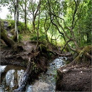 Gudenåens Spring -Jutland