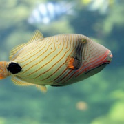 Triggerfish