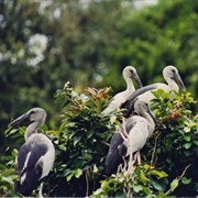 Pakshipathalam Bird Sanctuary