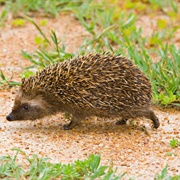South African Hedgehog