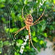 Wied Speranza Spider